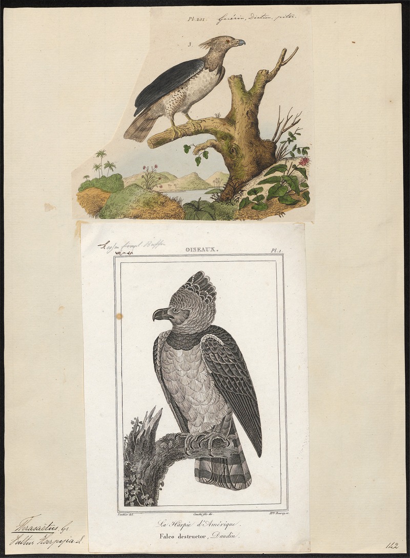 harpy eagle (Harpia harpyja); DISPLAY FULL IMAGE.