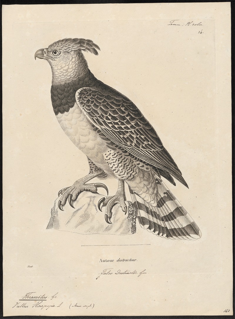 harpy eagle (Harpia harpyja); DISPLAY FULL IMAGE.
