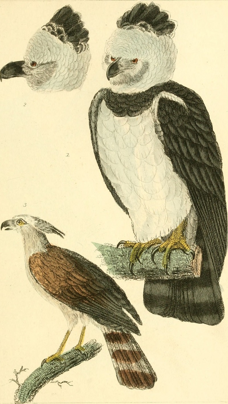harpy eagle (Harpia harpyja); DISPLAY FULL IMAGE.
