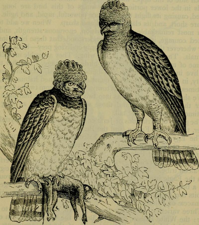 harpy eagle (Harpia harpyja); DISPLAY FULL IMAGE.