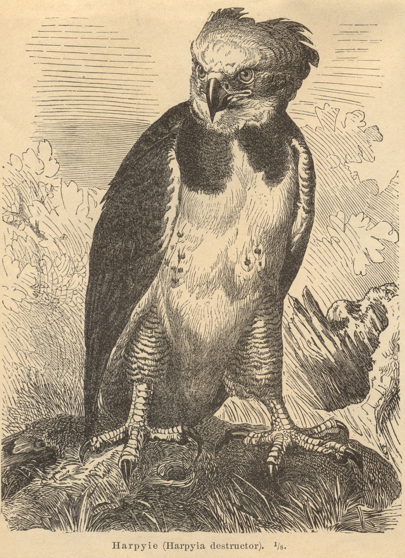 harpy eagle (Harpia harpyja); DISPLAY FULL IMAGE.