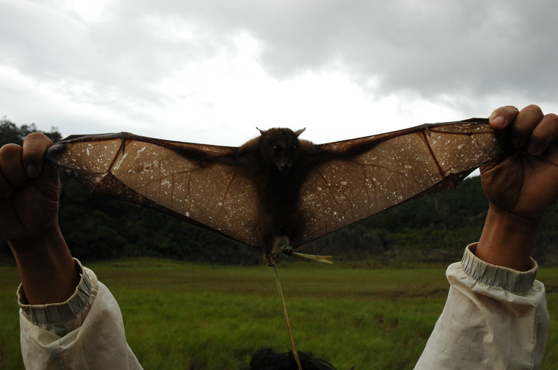 harpy fruit bat (Harpyionycteris whiteheadi); DISPLAY FULL IMAGE.