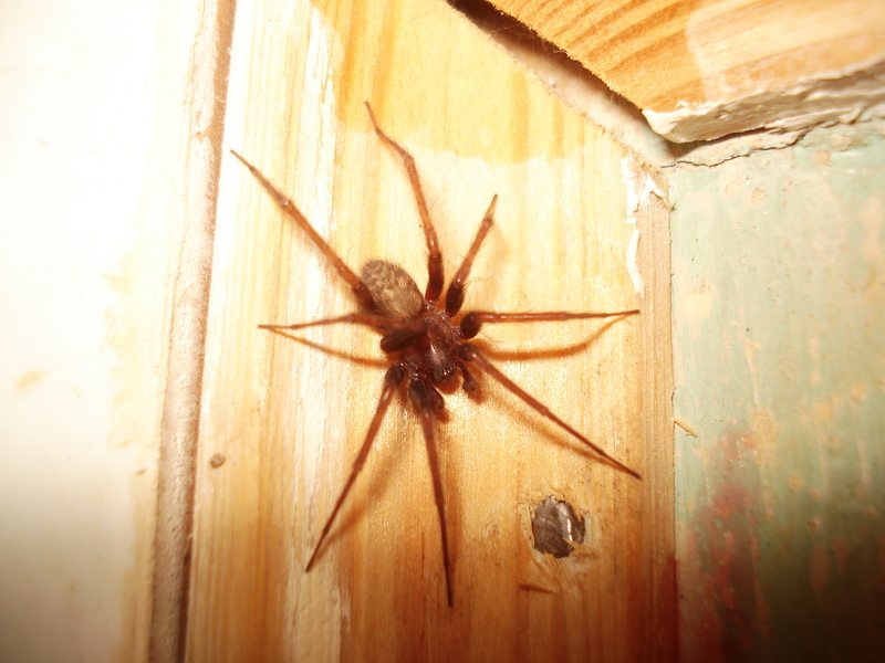 barn funnel weaver, domestic house spider (Tegenaria domestica); DISPLAY FULL IMAGE.