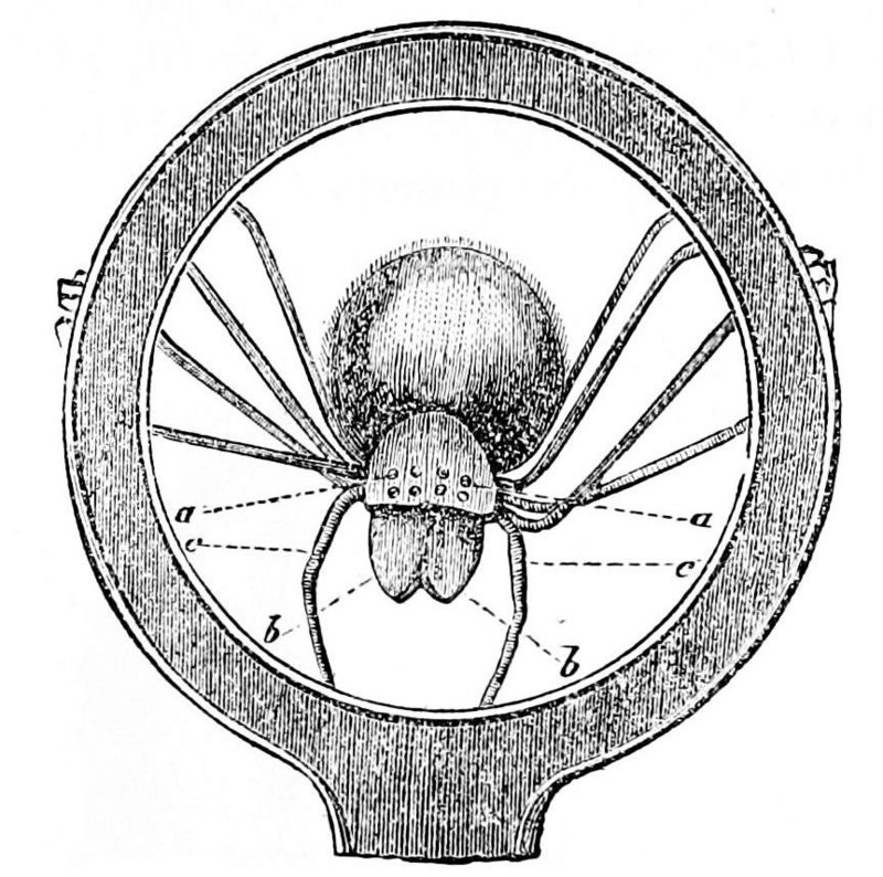 barn funnel weaver, domestic house spider (Tegenaria domestica); DISPLAY FULL IMAGE.