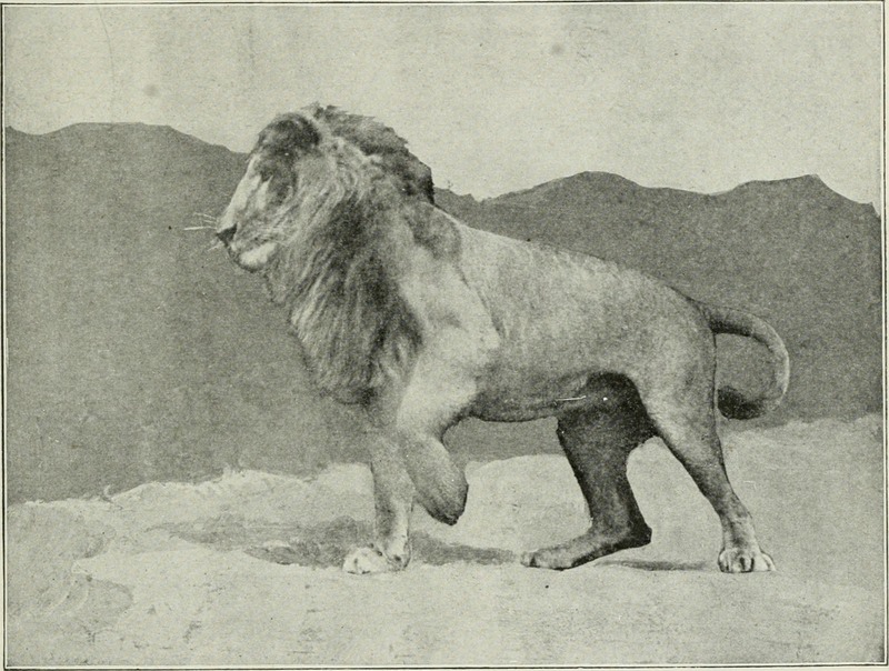 lion (Panthera leo); DISPLAY FULL IMAGE.