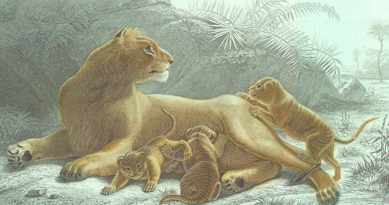 lion (Panthera leo); DISPLAY FULL IMAGE.