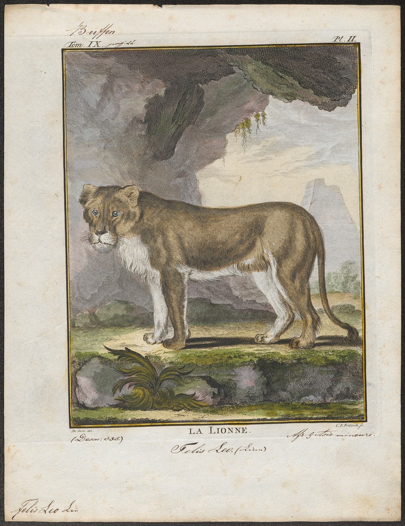 lion (Panthera leo); DISPLAY FULL IMAGE.