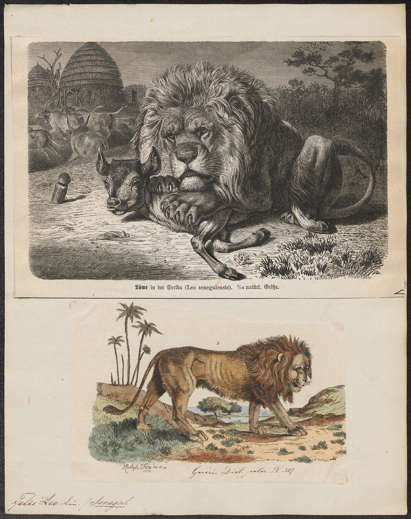 lion (Panthera leo); DISPLAY FULL IMAGE.