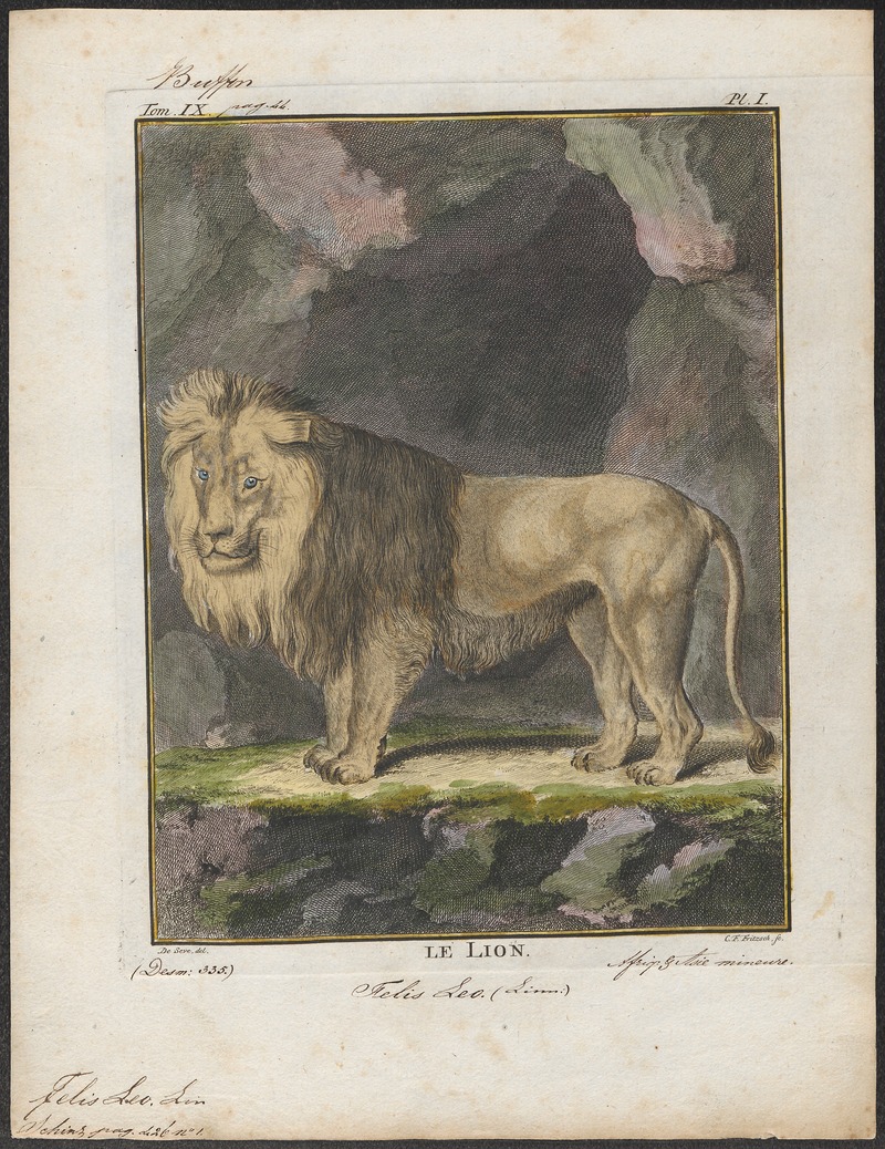 lion (Panthera leo); DISPLAY FULL IMAGE.
