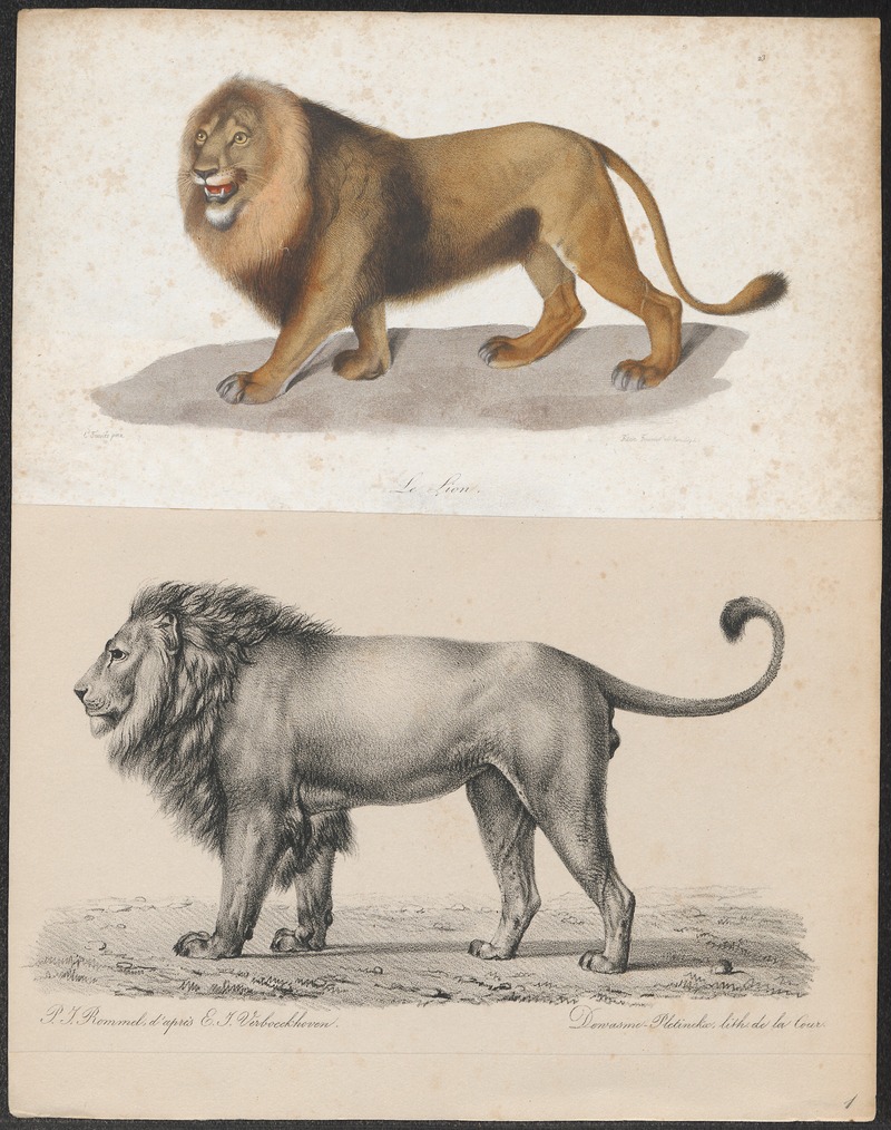 lion (Panthera leo); DISPLAY FULL IMAGE.