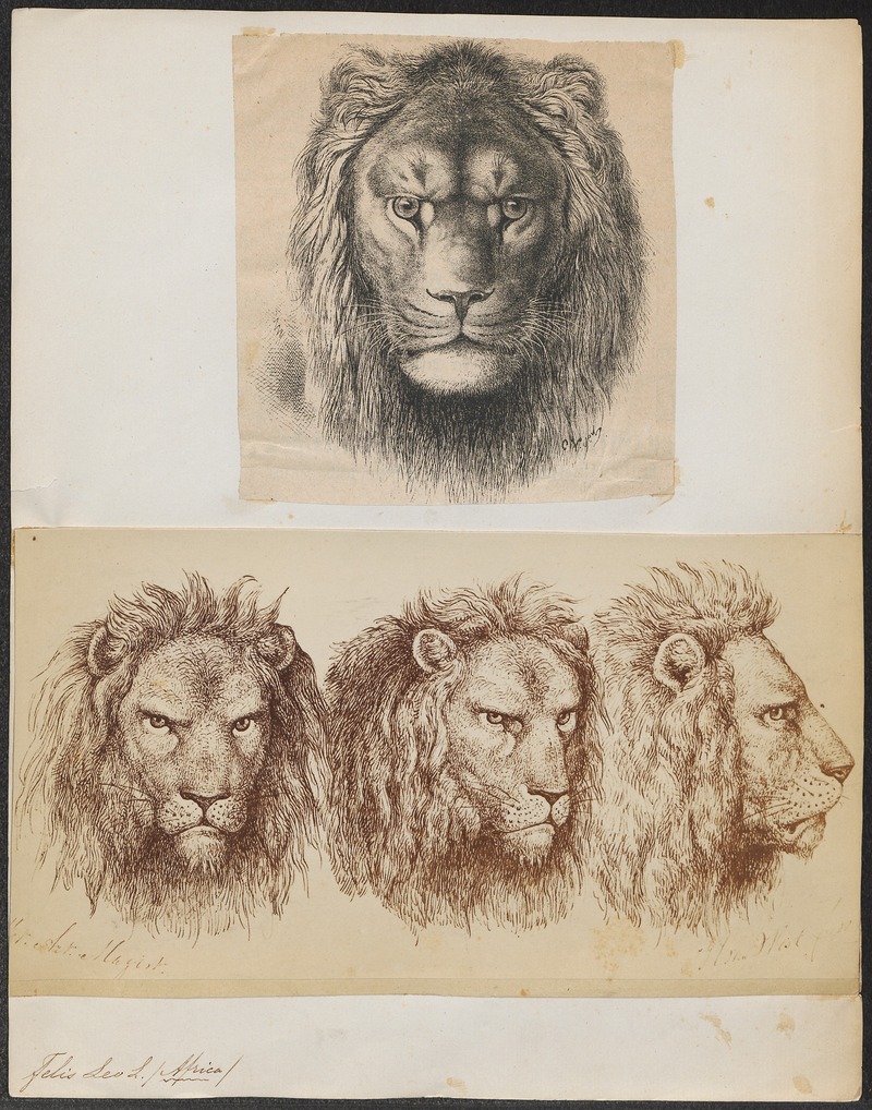 lion (Panthera leo); DISPLAY FULL IMAGE.
