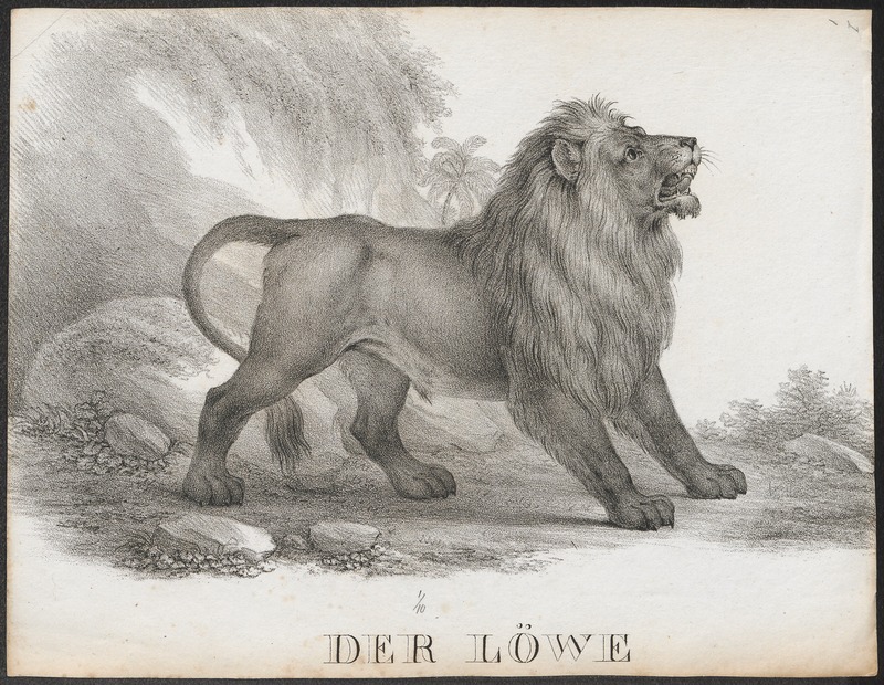 lion (Panthera leo); DISPLAY FULL IMAGE.
