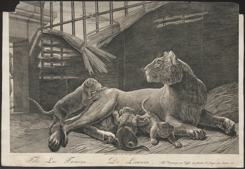 lion (Panthera leo); DISPLAY FULL IMAGE.