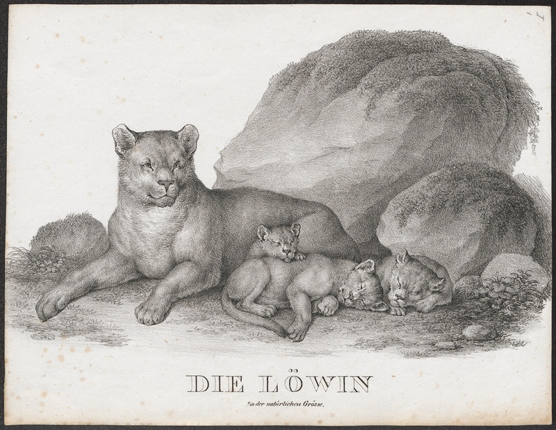 lion (Panthera leo); DISPLAY FULL IMAGE.