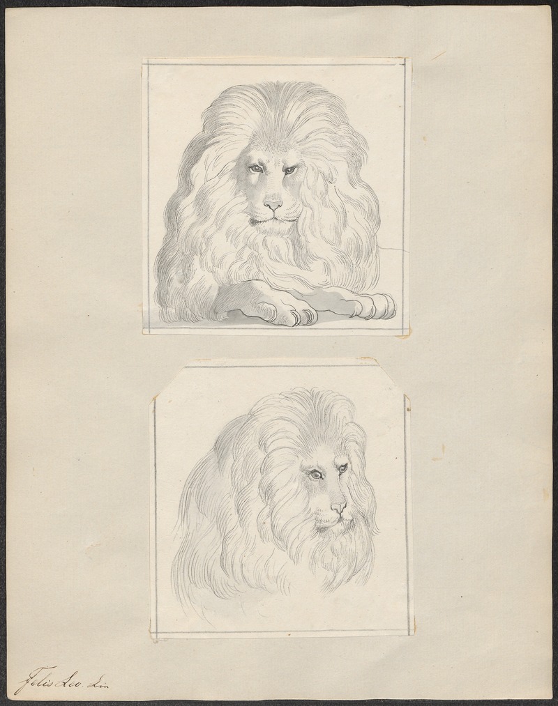 lion (Panthera leo); DISPLAY FULL IMAGE.