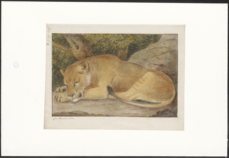 lion (Panthera leo); DISPLAY FULL IMAGE.