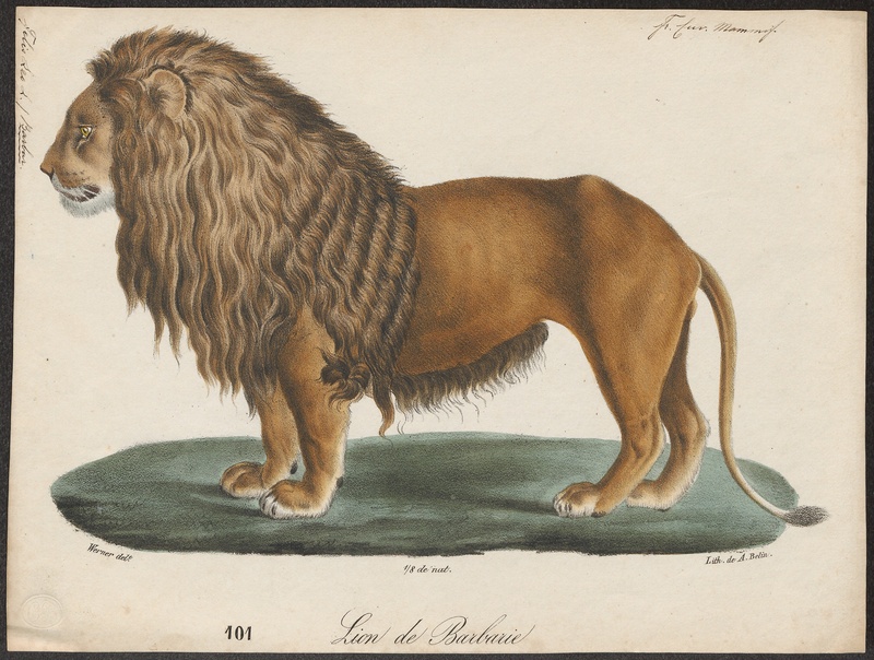 lion (Panthera leo); DISPLAY FULL IMAGE.
