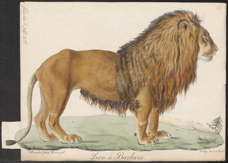 lion (Panthera leo); DISPLAY FULL IMAGE.