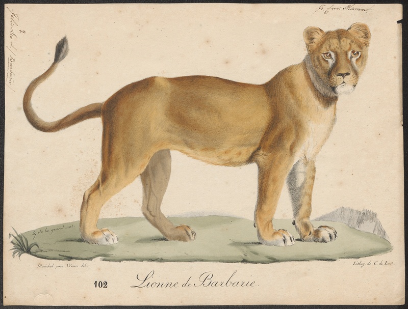 lion (Panthera leo); DISPLAY FULL IMAGE.