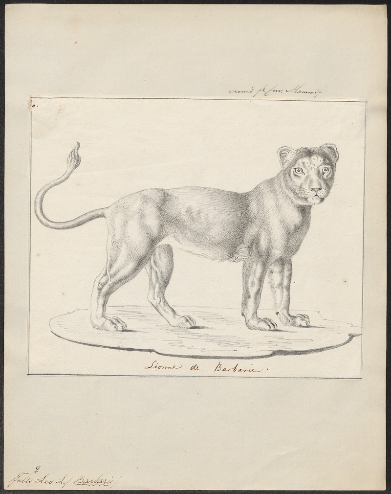 lion (Panthera leo); DISPLAY FULL IMAGE.