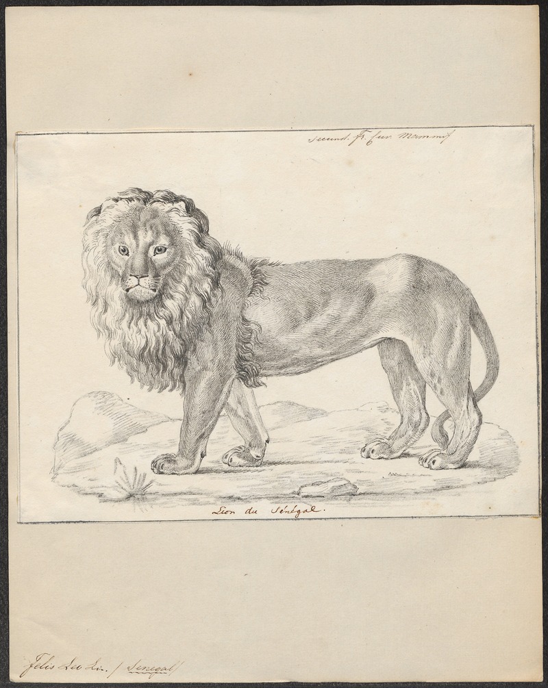 lion (Panthera leo); DISPLAY FULL IMAGE.