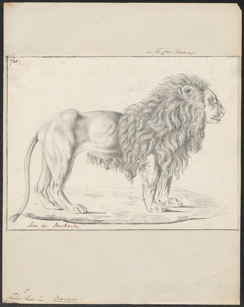 lion (Panthera leo); DISPLAY FULL IMAGE.