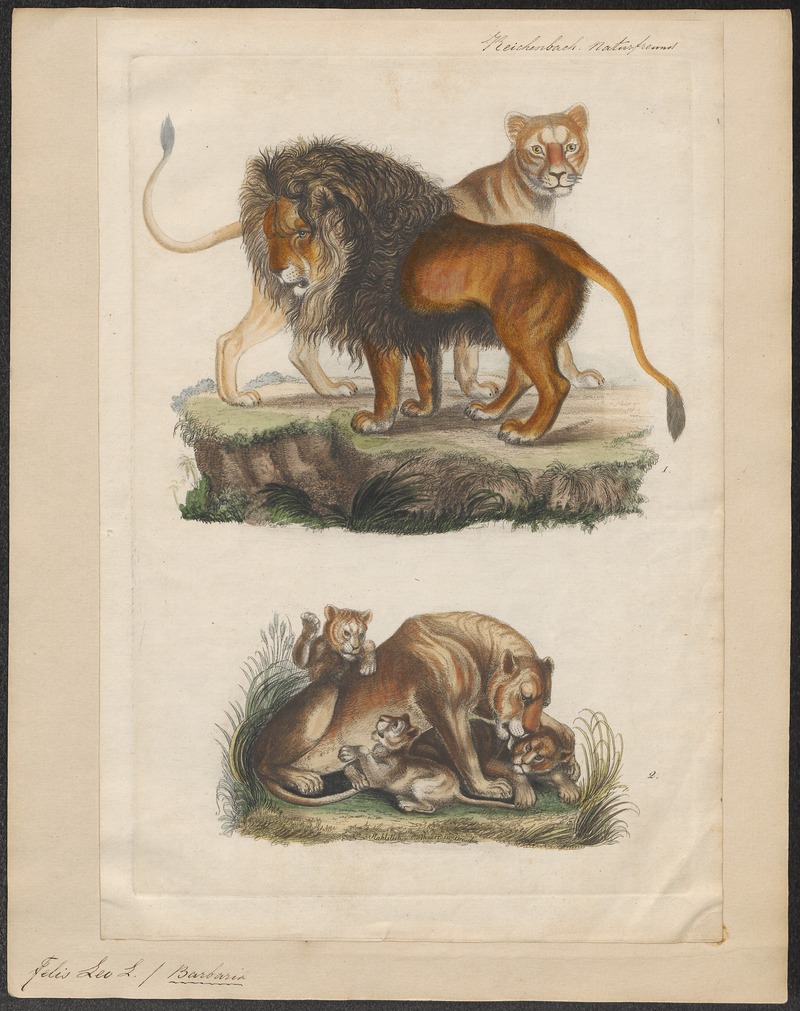 lion (Panthera leo); DISPLAY FULL IMAGE.
