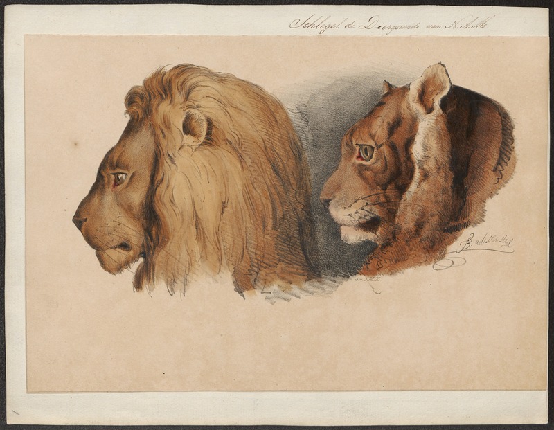 lion (Panthera leo); DISPLAY FULL IMAGE.