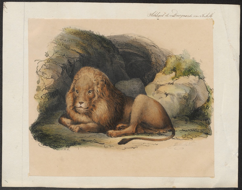 lion (Panthera leo); DISPLAY FULL IMAGE.