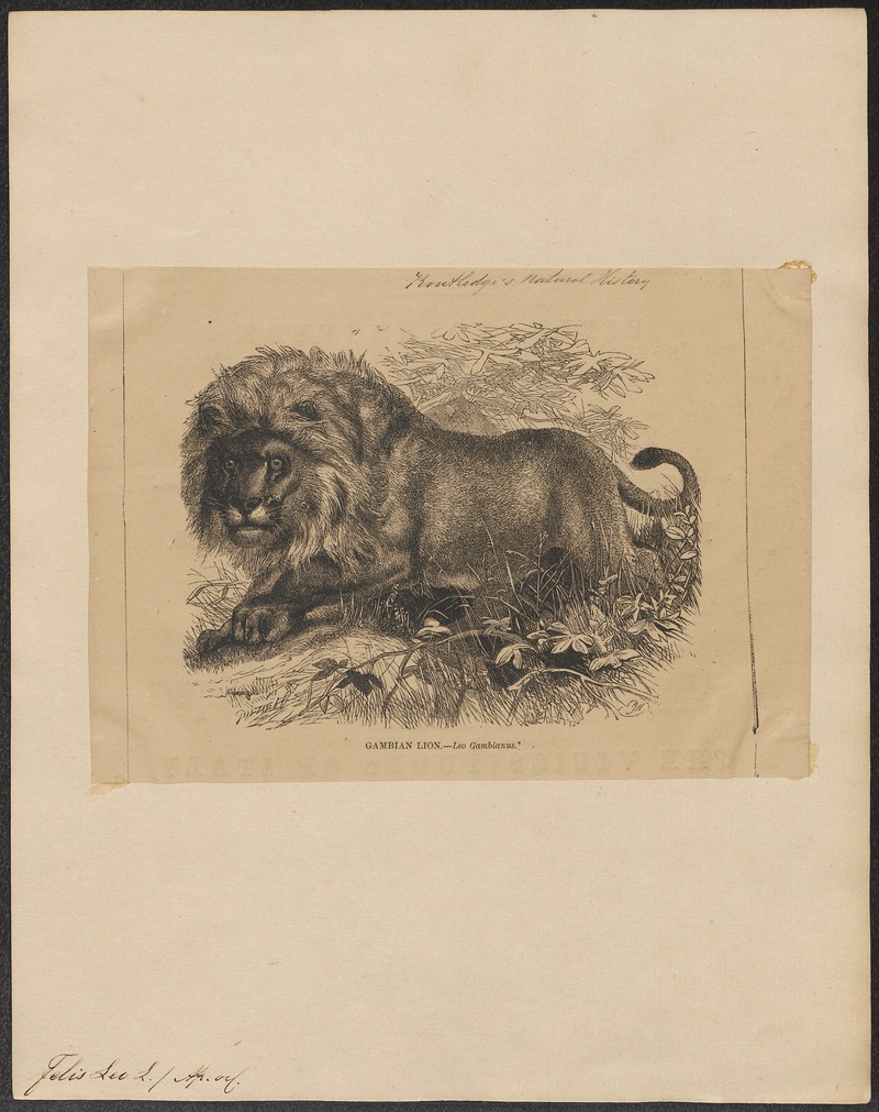 lion (Panthera leo); DISPLAY FULL IMAGE.