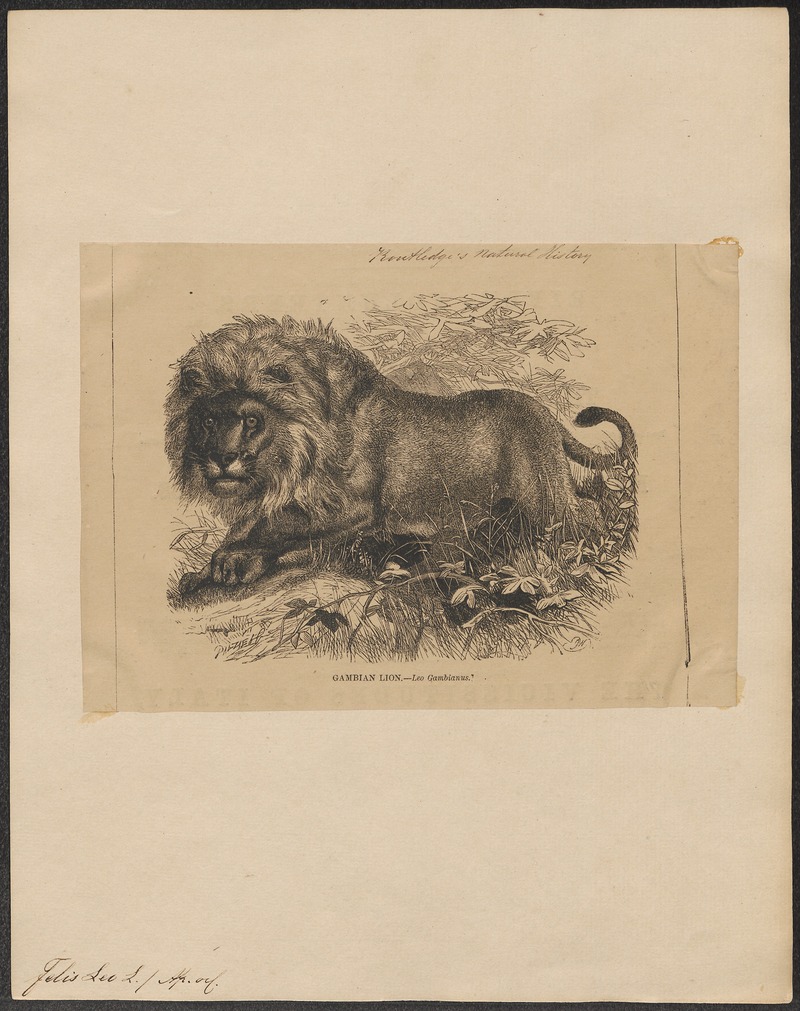 lion (Panthera leo); DISPLAY FULL IMAGE.