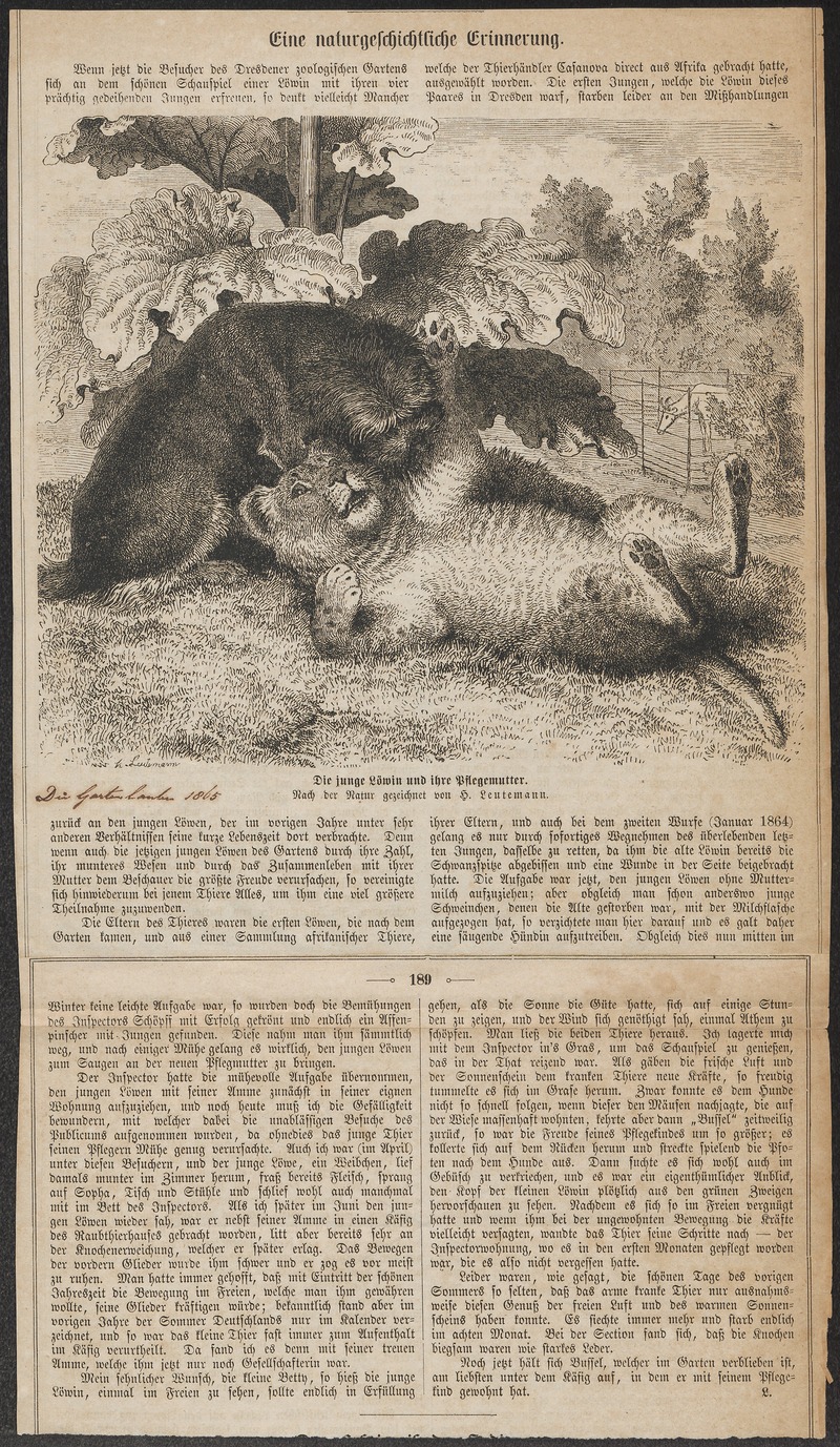 lion (Panthera leo); DISPLAY FULL IMAGE.