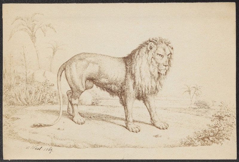 lion (Panthera leo); DISPLAY FULL IMAGE.