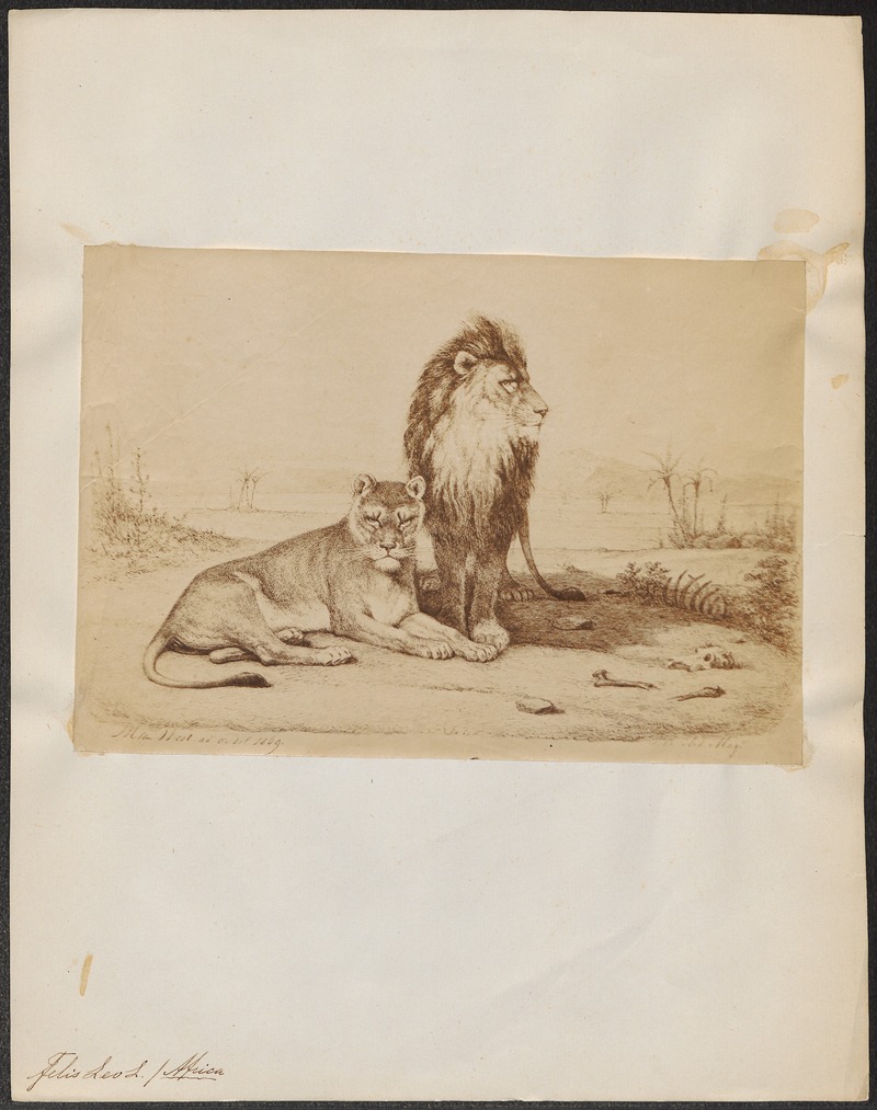 lion (Panthera leo); DISPLAY FULL IMAGE.