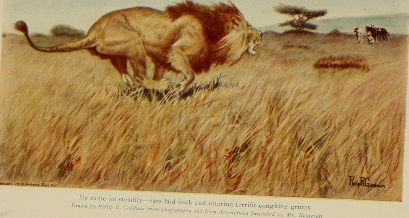 lion (Panthera leo); DISPLAY FULL IMAGE.