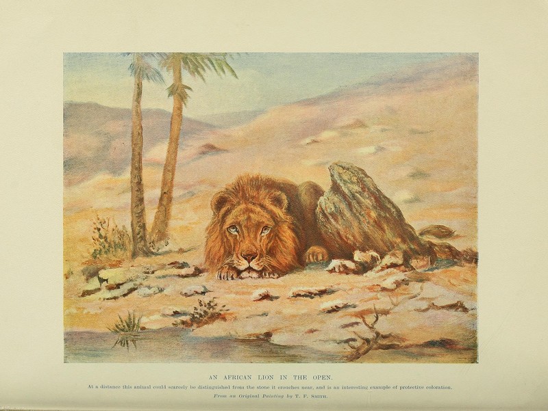 lion (Panthera leo); DISPLAY FULL IMAGE.