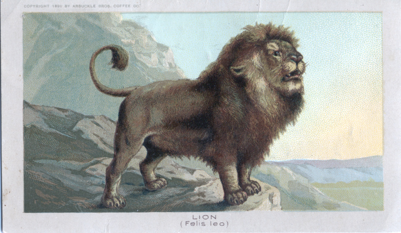 lion (Panthera leo); DISPLAY FULL IMAGE.