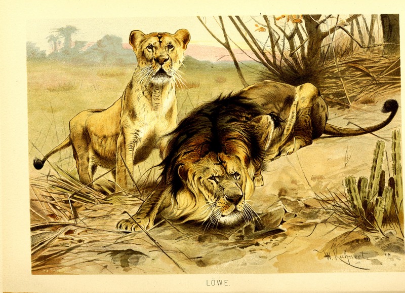 lion (Panthera leo); DISPLAY FULL IMAGE.