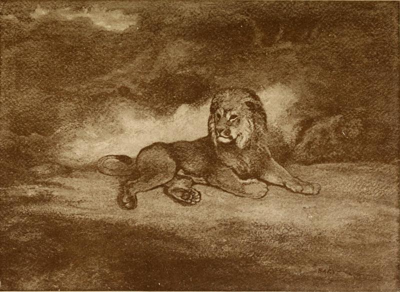 lion (Panthera leo); DISPLAY FULL IMAGE.