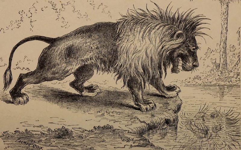 lion (Panthera leo); DISPLAY FULL IMAGE.