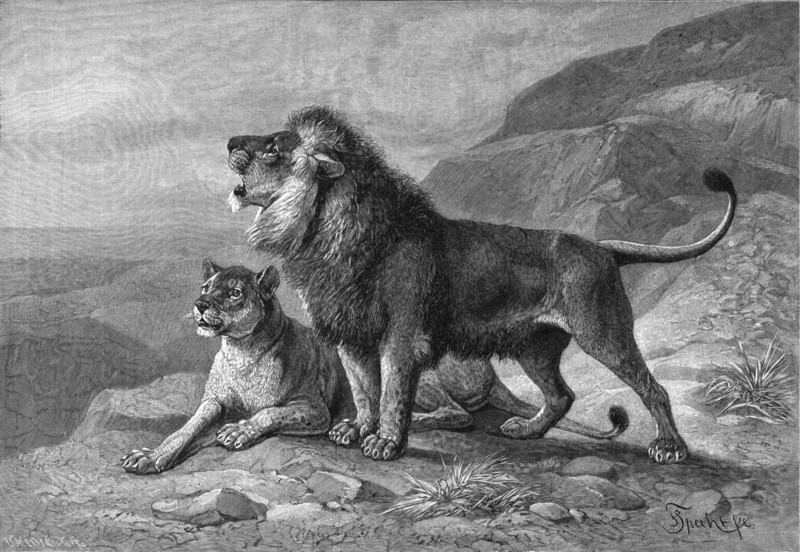 lion (Panthera leo); DISPLAY FULL IMAGE.