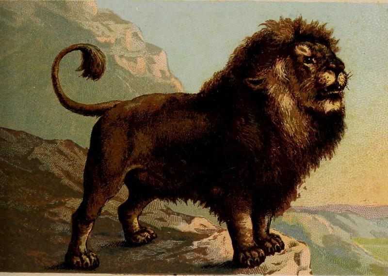 lion (Panthera leo); DISPLAY FULL IMAGE.