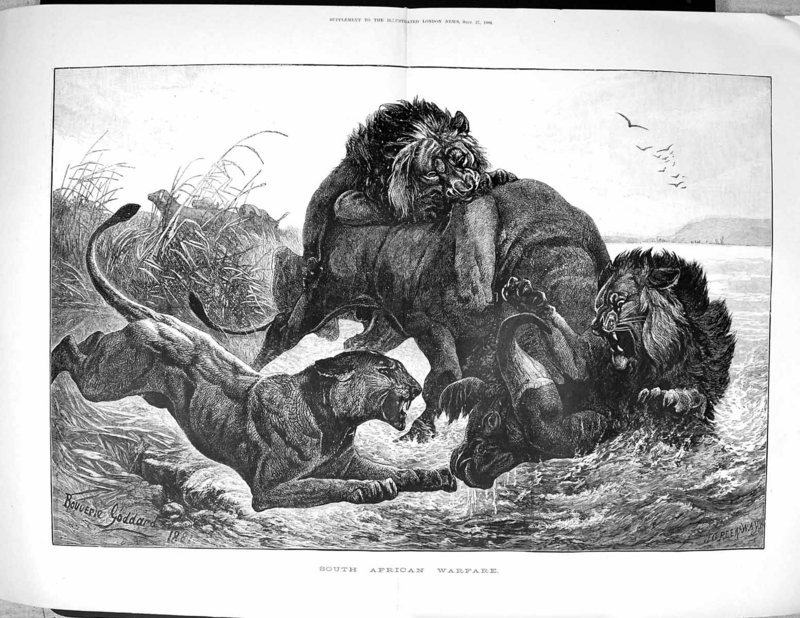 lion (Panthera leo); DISPLAY FULL IMAGE.