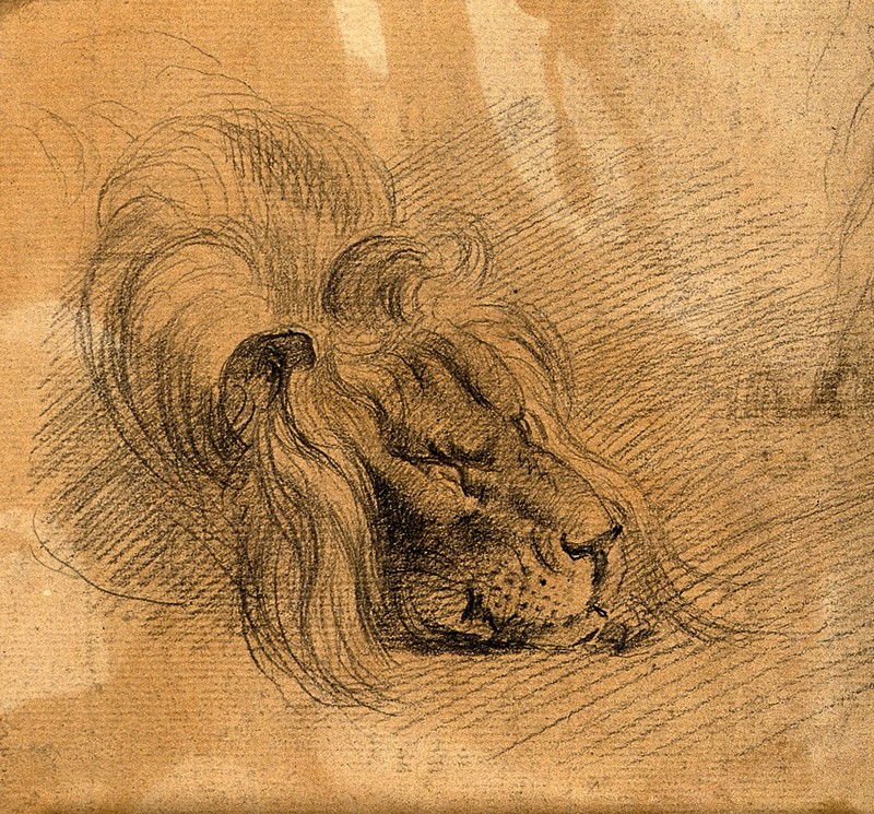 lion (Panthera leo); DISPLAY FULL IMAGE.