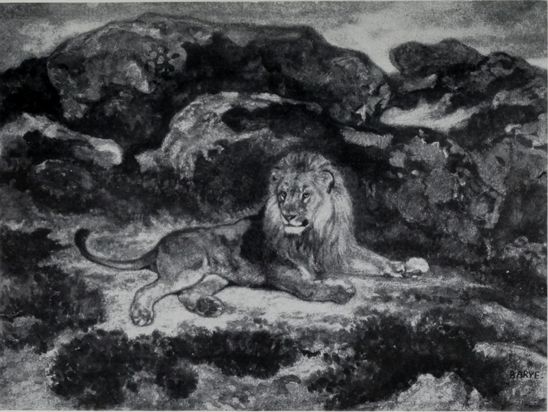 lion (Panthera leo); DISPLAY FULL IMAGE.