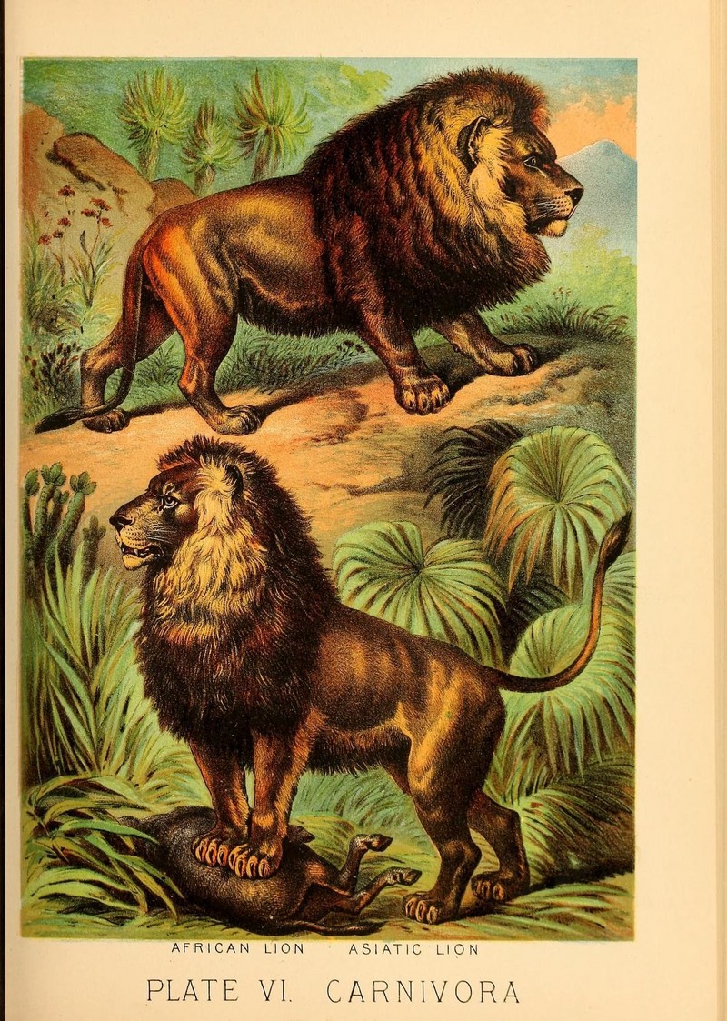 lion (Panthera leo): African lion (Panthera leo ssp.), Asiatic lion (Panthera leo persica); DISPLAY FULL IMAGE.