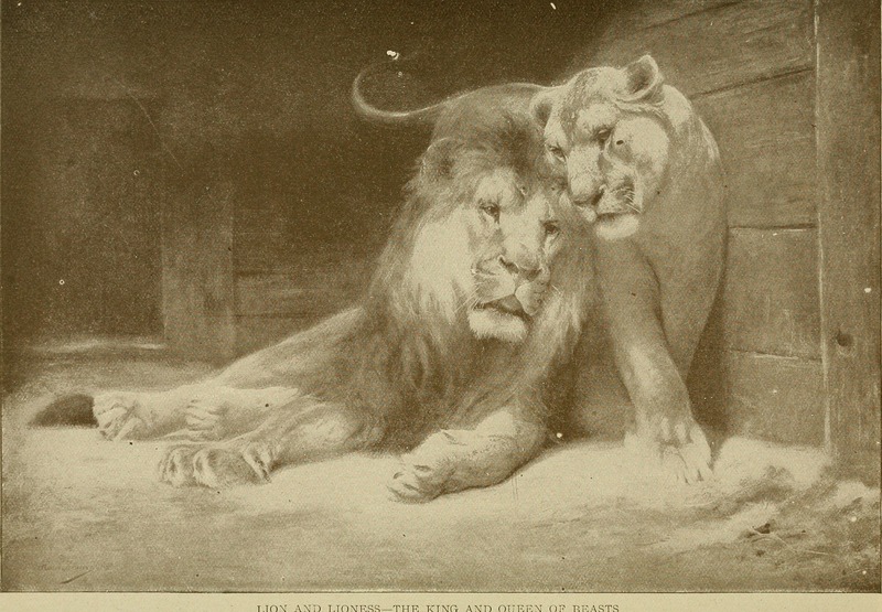 lion (Panthera leo); DISPLAY FULL IMAGE.