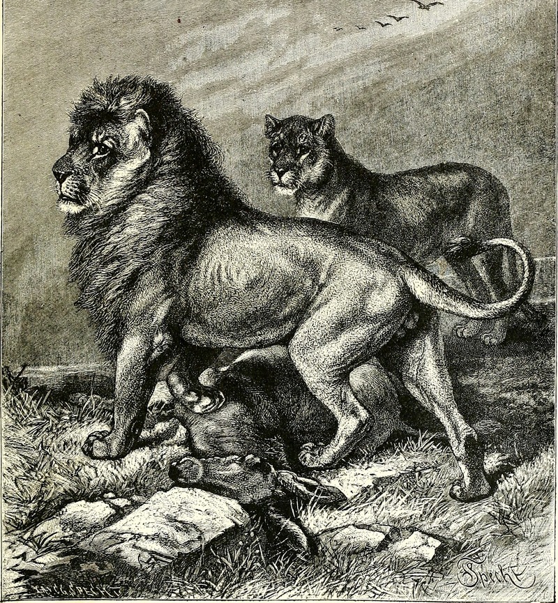 lion (Panthera leo); DISPLAY FULL IMAGE.