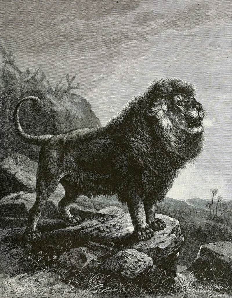 lion (Panthera leo); DISPLAY FULL IMAGE.