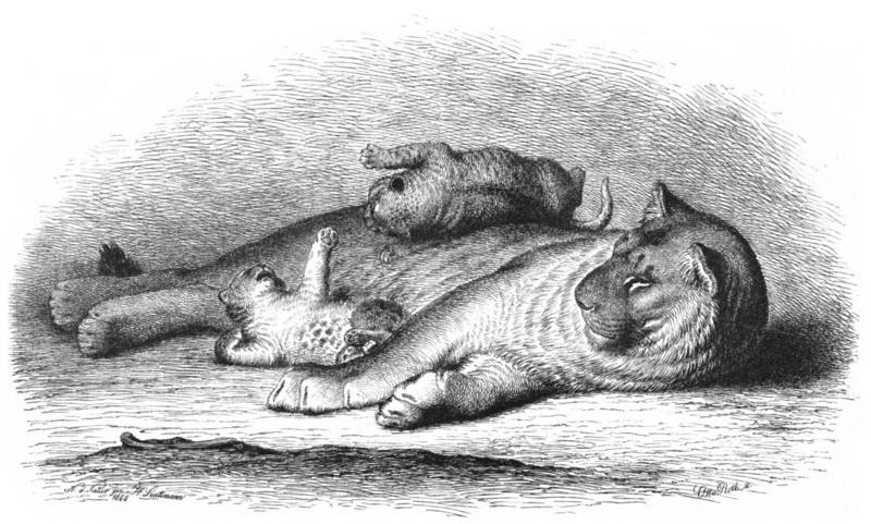 lion (Panthera leo); DISPLAY FULL IMAGE.